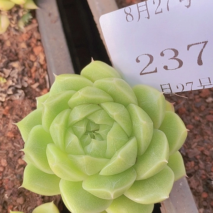 【闪购商品】云237