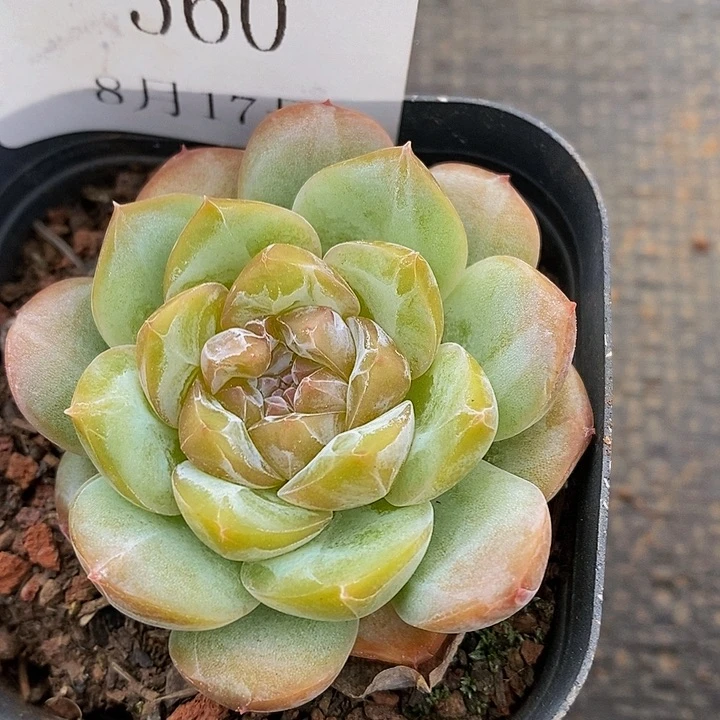 【闪购商品】云560