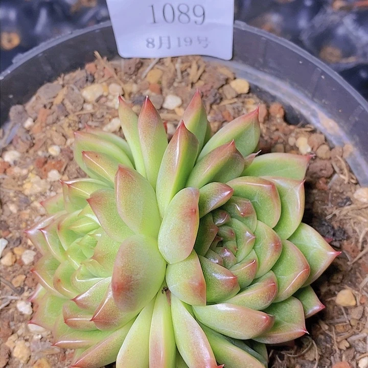 【闪购商品】云1089