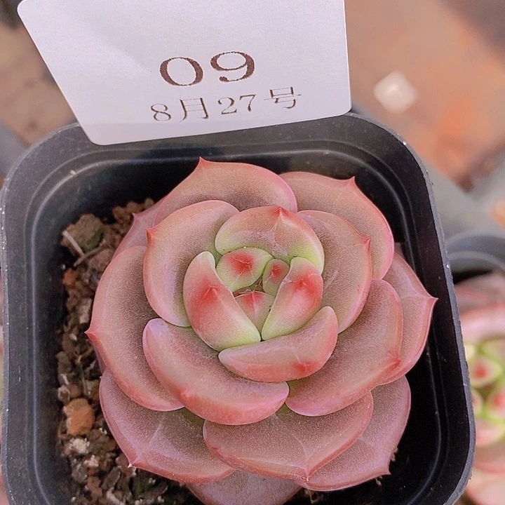 【闪购商品】云09红鸾5厘米