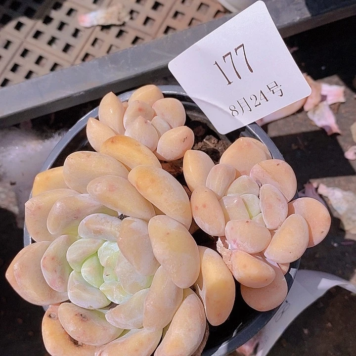 【闪购商品】云177