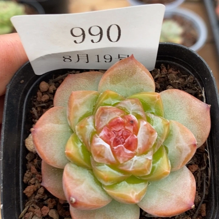 【闪购商品】云990冰魄