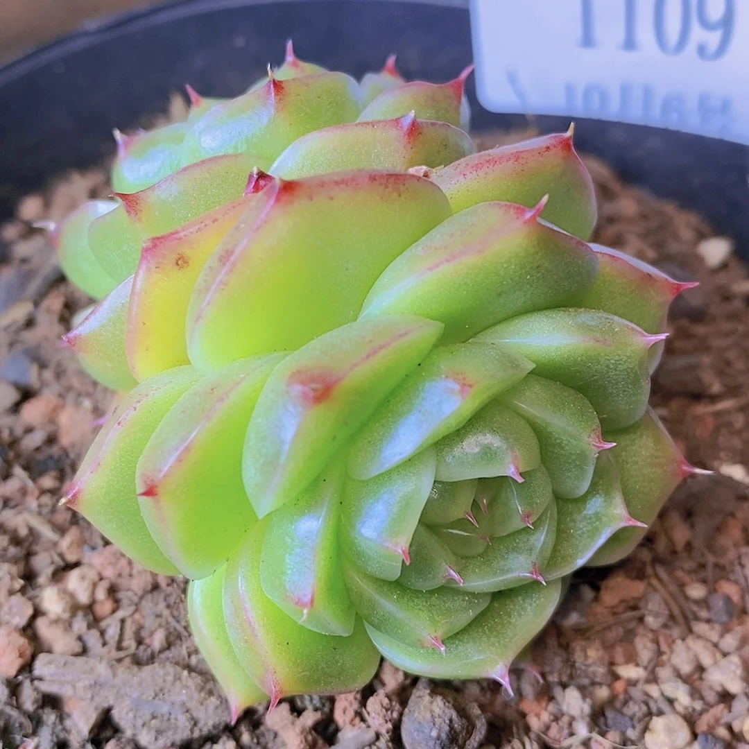 【闪购商品】云1109