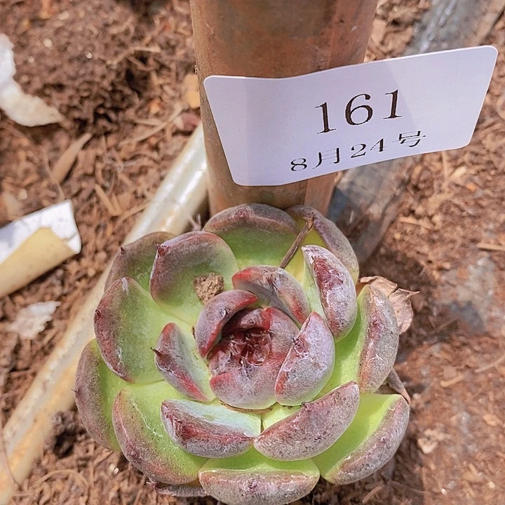 【闪购商品】云161