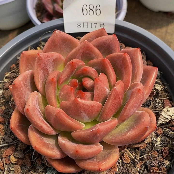 【闪购商品】云686红鸾10厘米