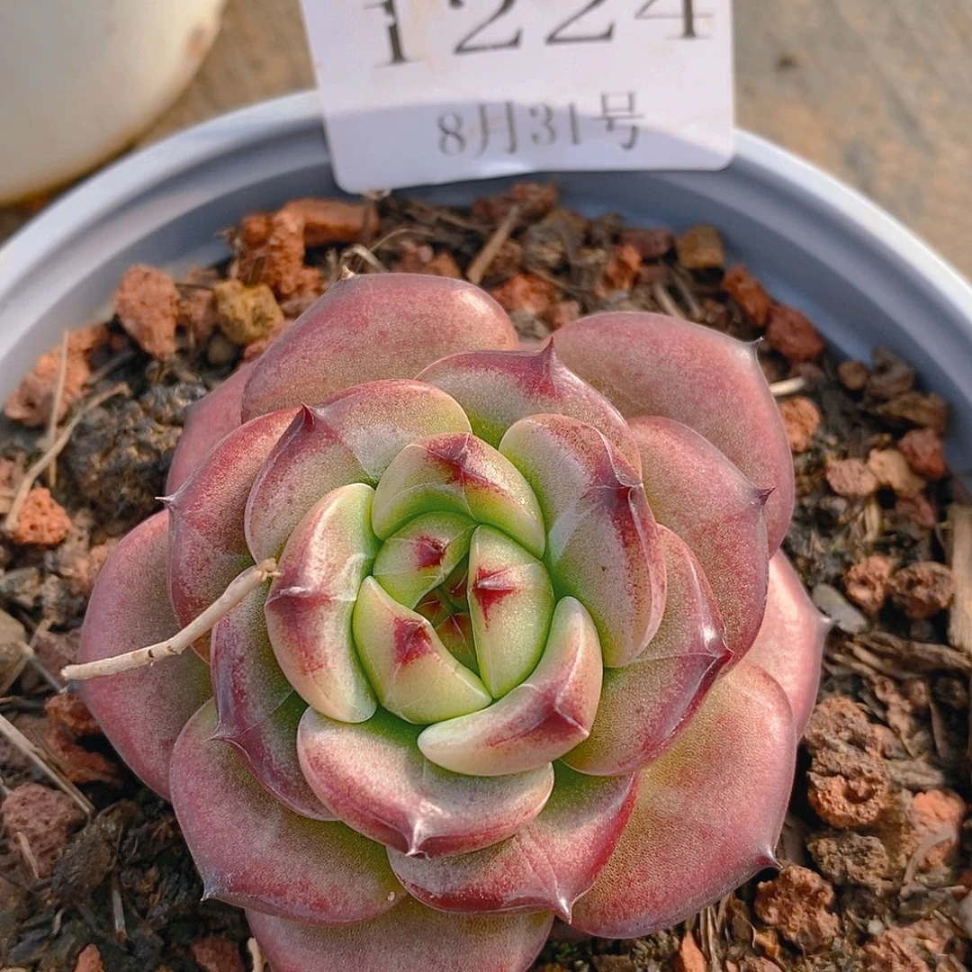 【闪购商品】云1224