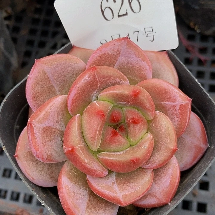 【闪购商品】云626