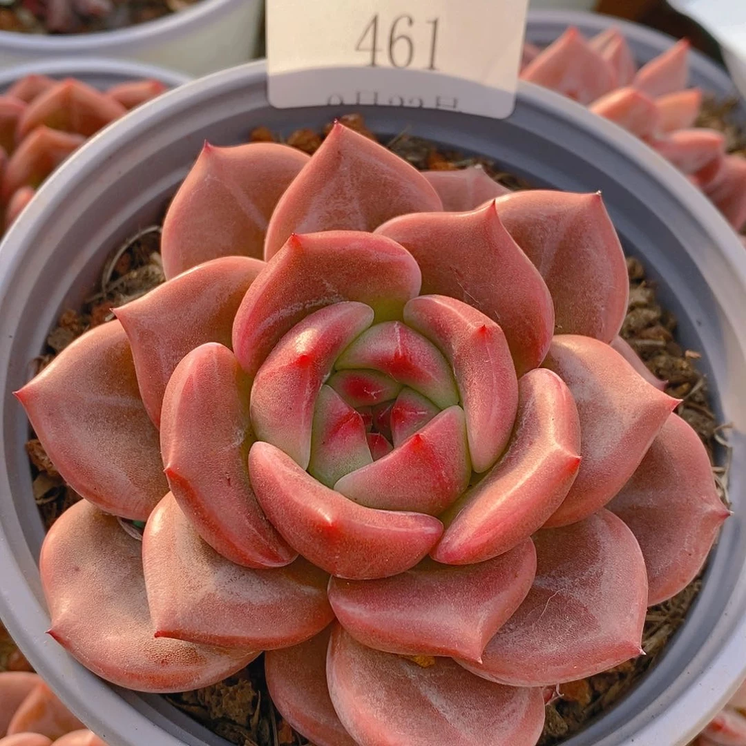 【闪购商品】云461