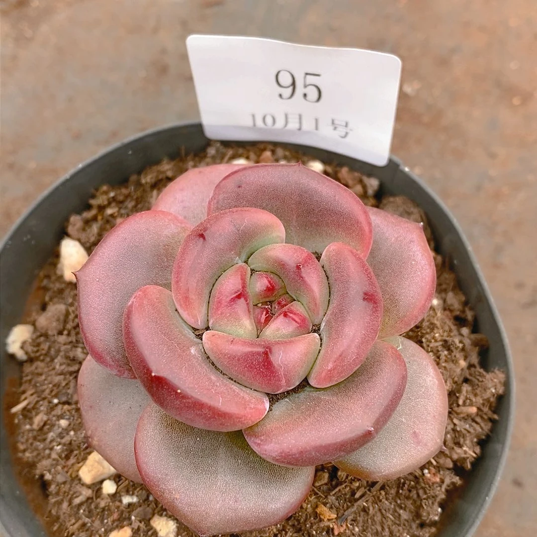 【闪购商品】云95号苹果