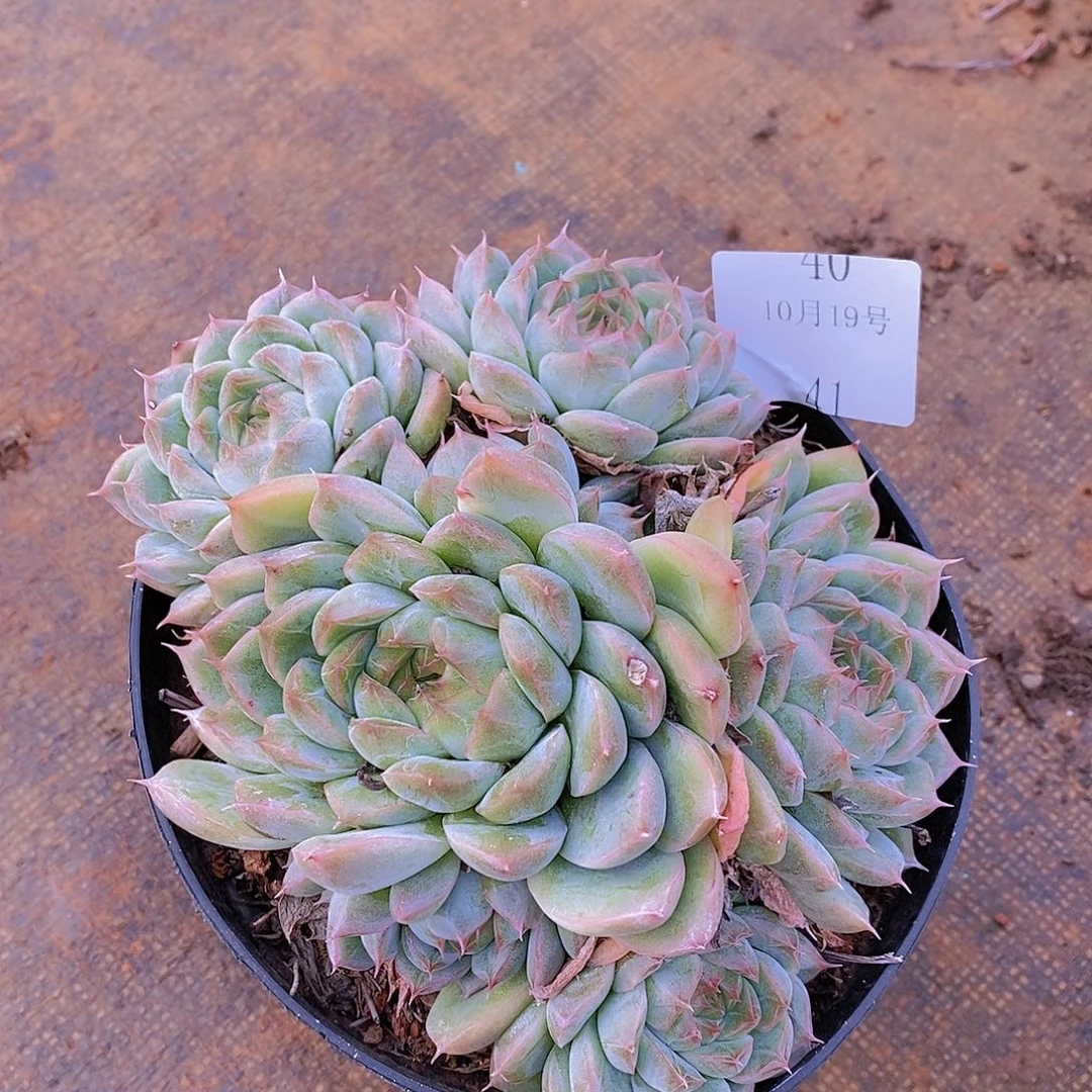 【闪购商品】云41号暗纹