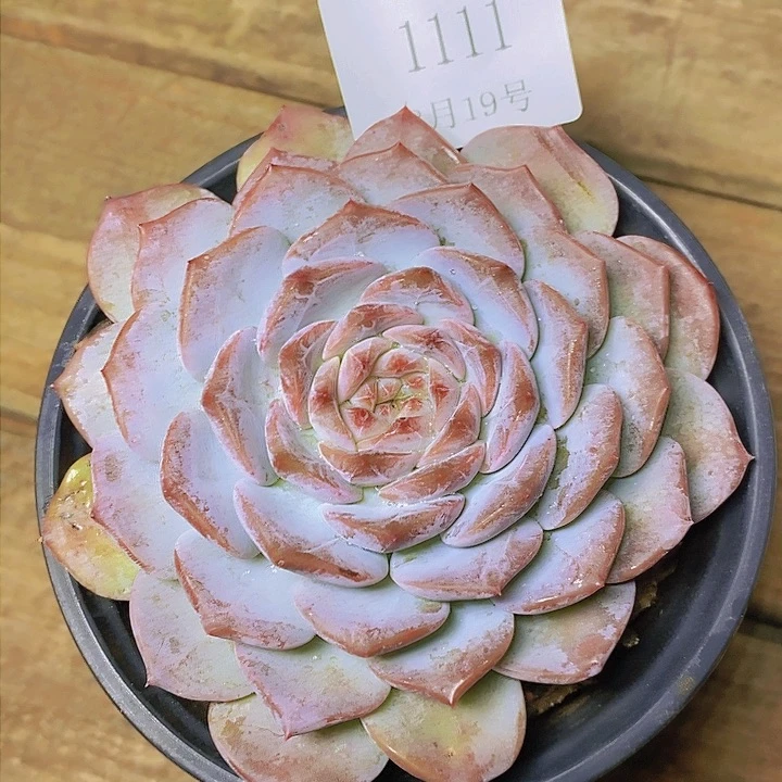 【闪购商品】云1111梦露杂
