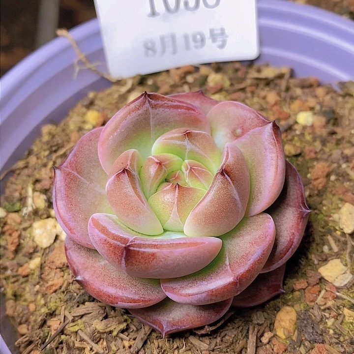 【闪购商品】云1058