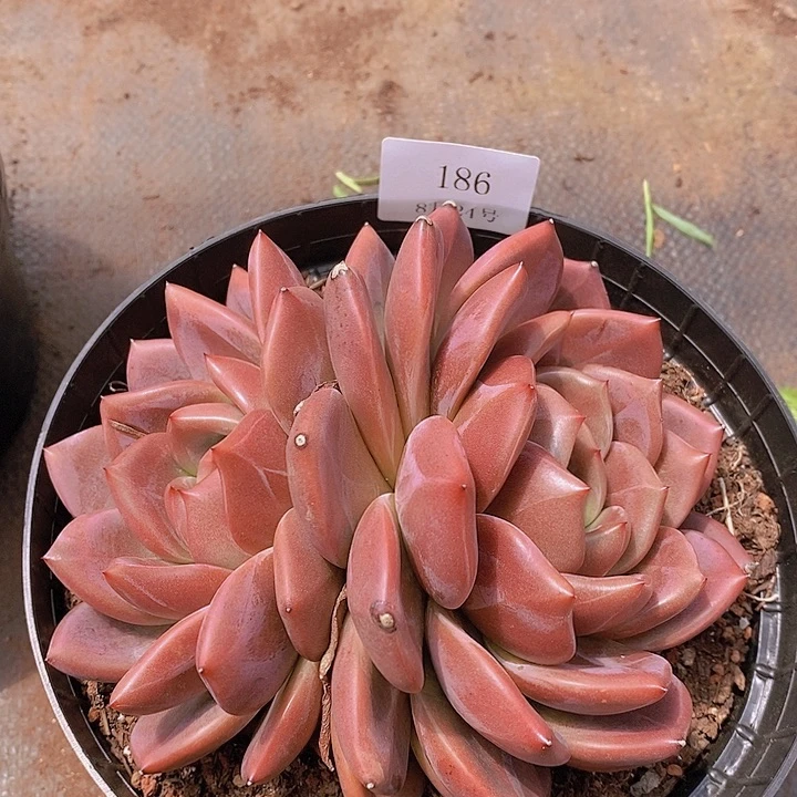 【闪购商品】云186红鸾17厘米