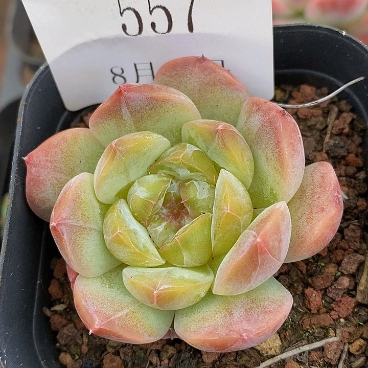 【闪购商品】云557