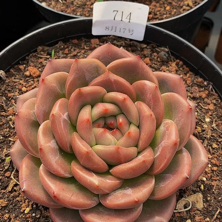【闪购商品】云714号14厘米孔雀