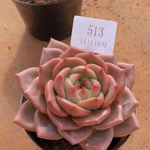 【闪购商品】云513