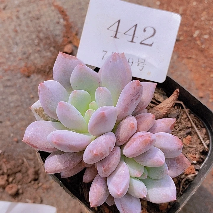 【闪购商品】云442