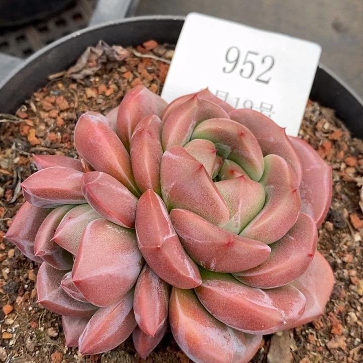 【闪购商品】云952