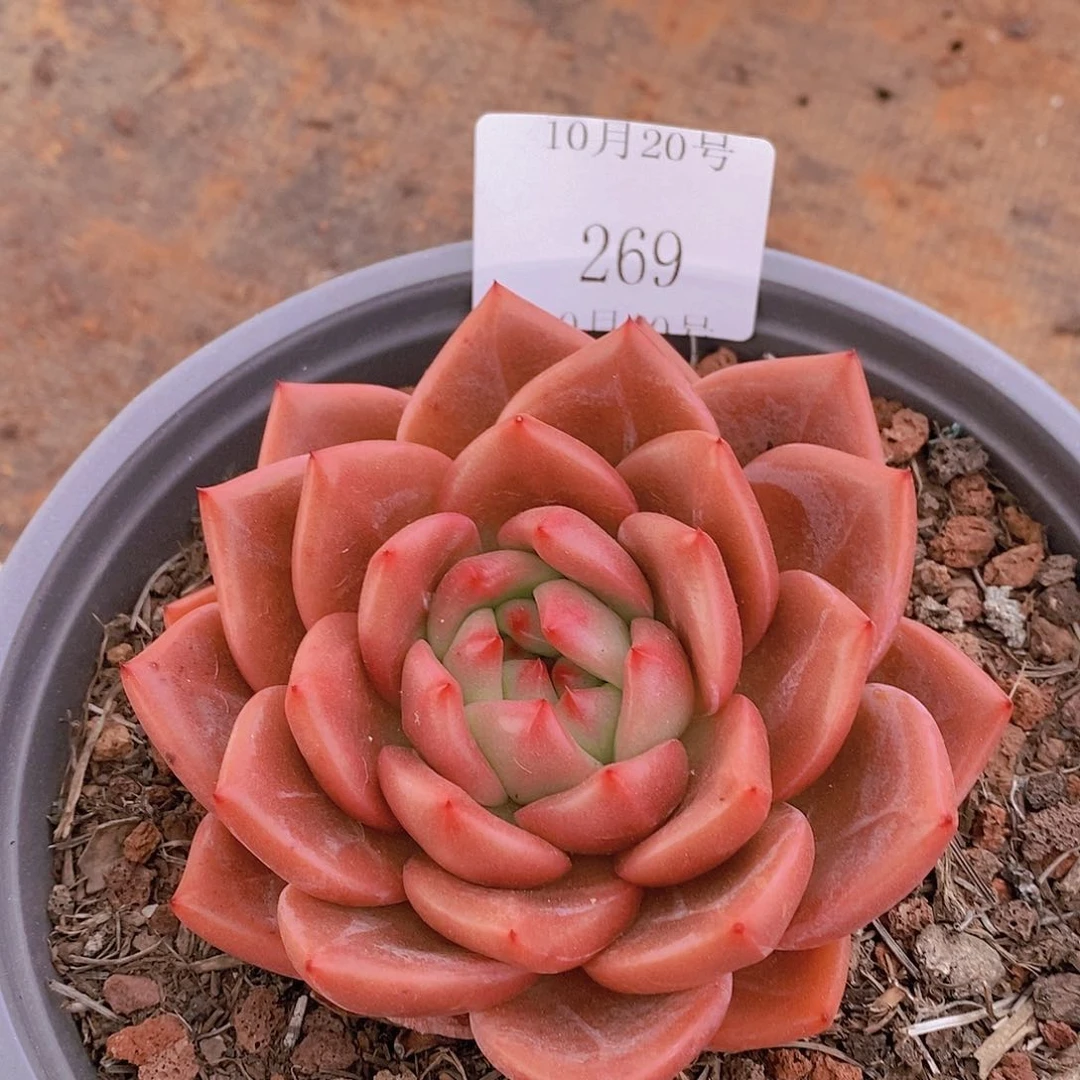 【闪购商品】云269