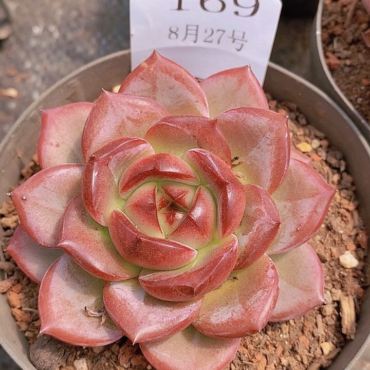 【闪购商品】云169夜魔侠8厘米