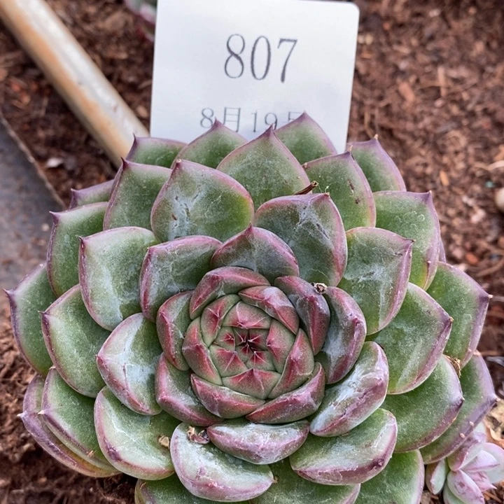 【闪购商品】云870卡西