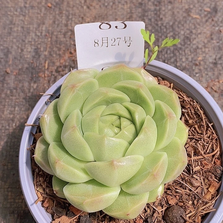 【闪购商品】云083