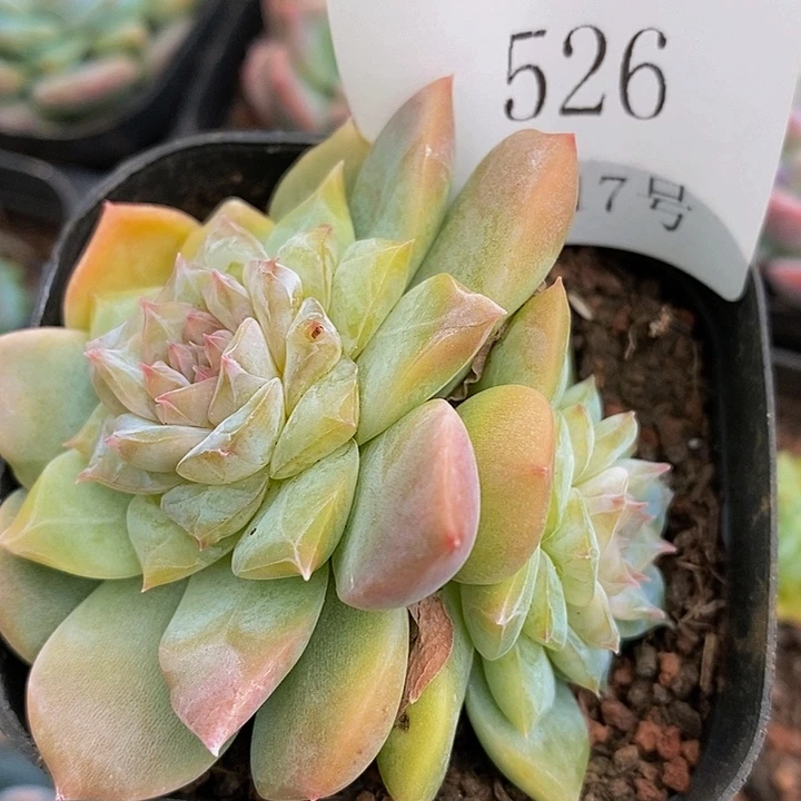 【闪购商品】云526云十三