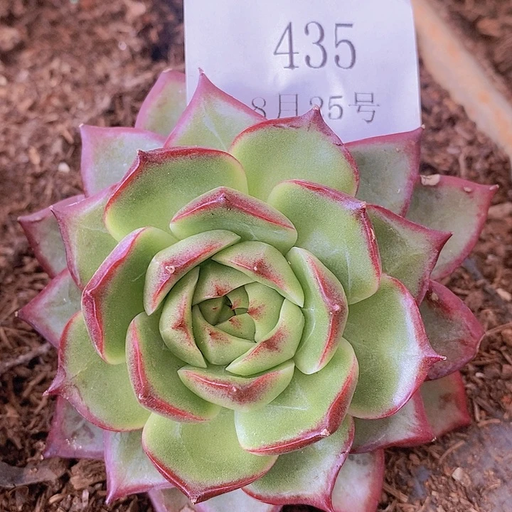 【闪购商品】云435