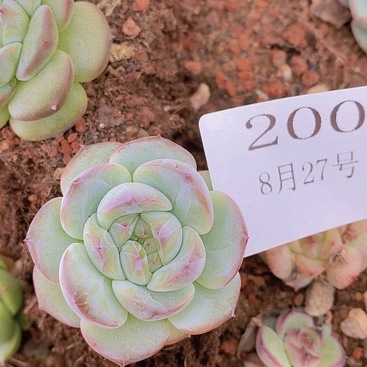【闪购商品】云200