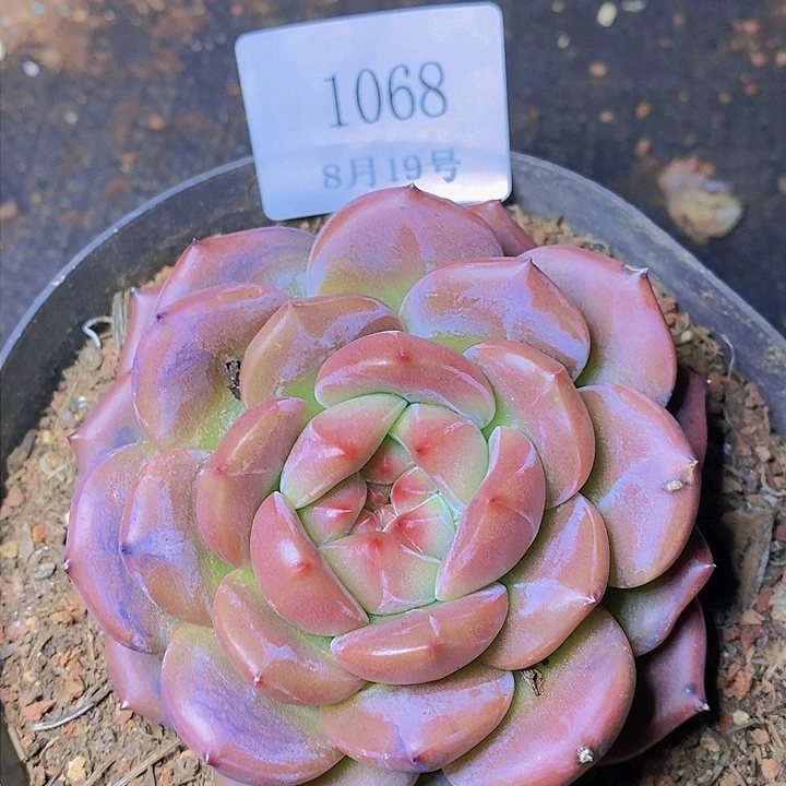 【闪购商品】云1068Q橙11厘米