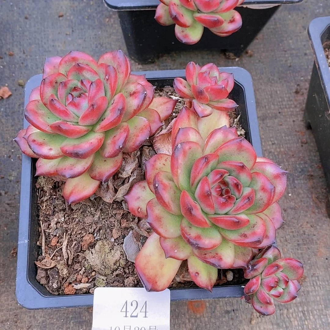 【闪购商品】云424