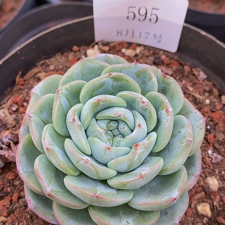 【闪购商品】云595