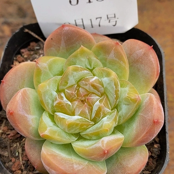 【闪购商品】云545