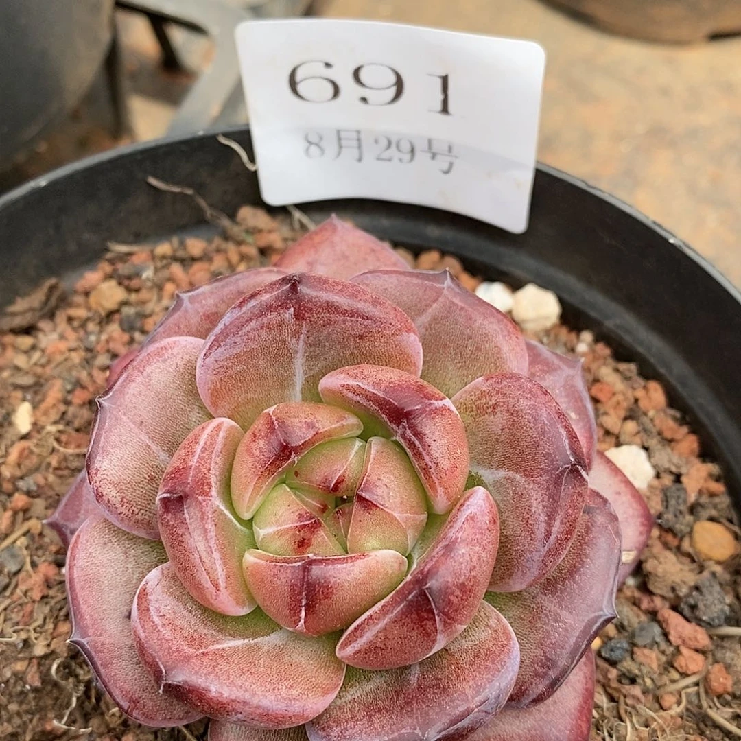 【闪购商品】云691夜魔侠7厘米