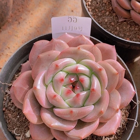 【闪购商品】云55号