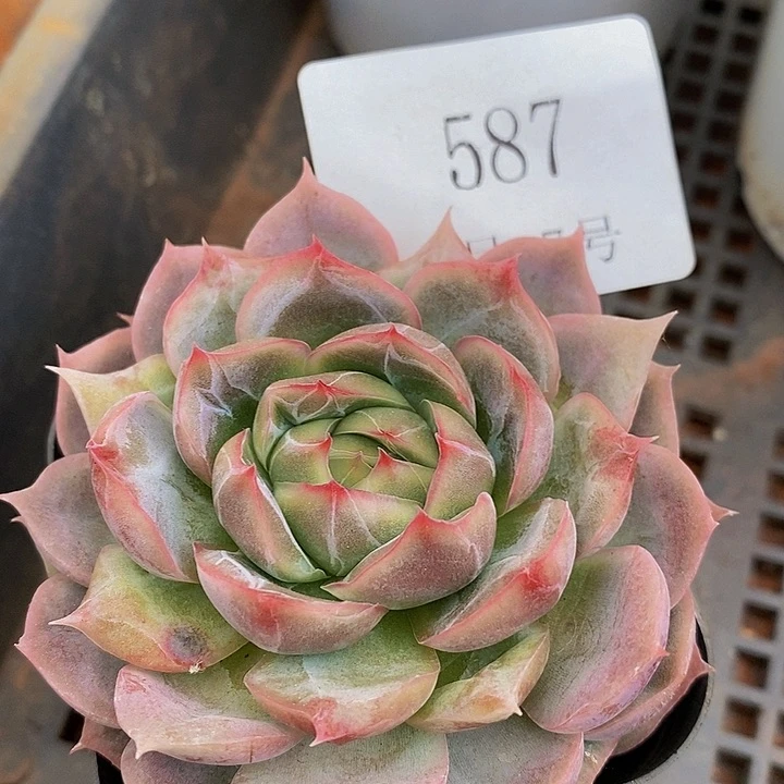【闪购商品】云587