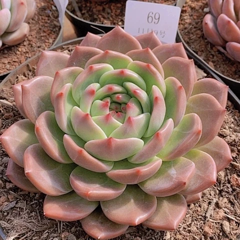 【闪购商品】云69号山茶花