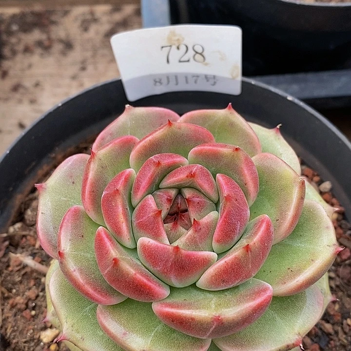 【闪购商品】云728