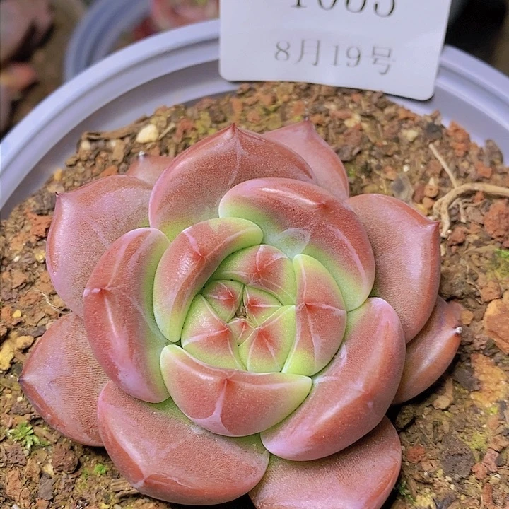 【闪购商品】云1053Q橙6厘米