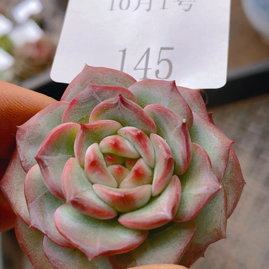 【闪购商品】云145