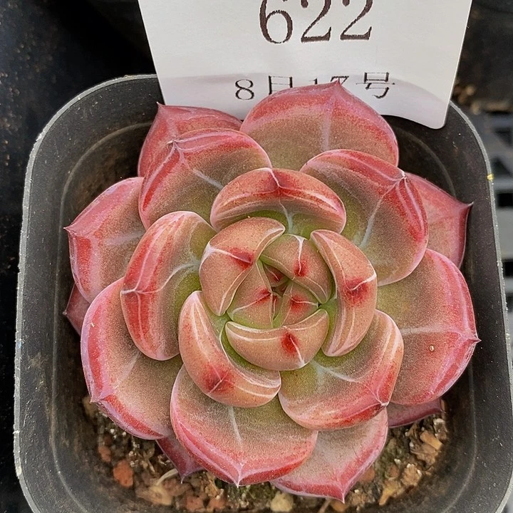 【闪购商品】云622