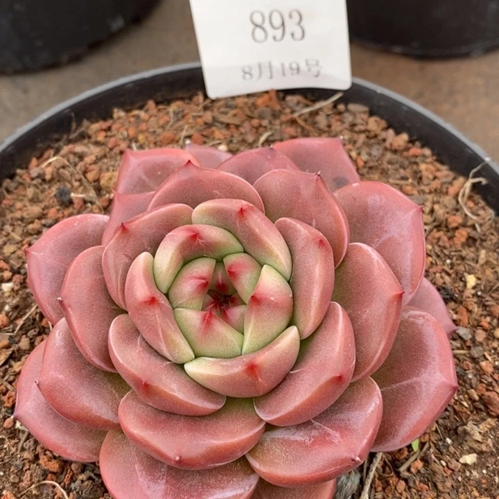 【闪购商品】云893号9厘米