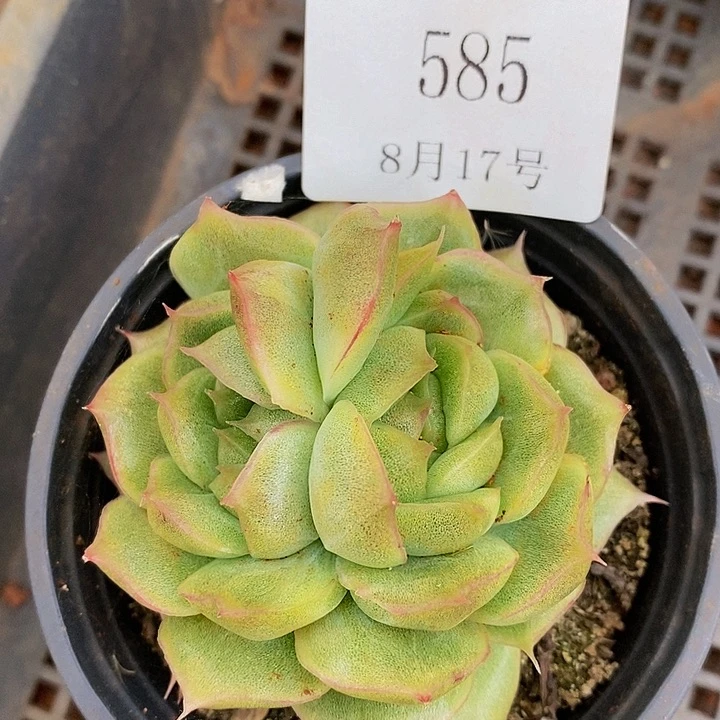 【闪购商品】云585