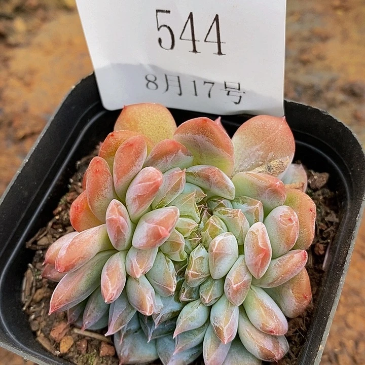 【闪购商品】云544缀化