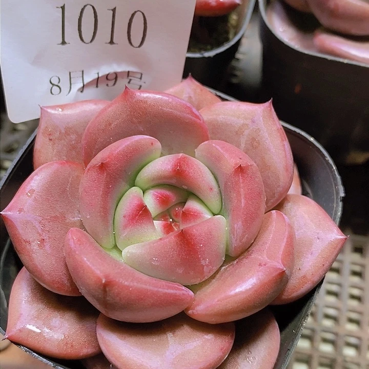 【闪购商品】云1010红鸾6厘米