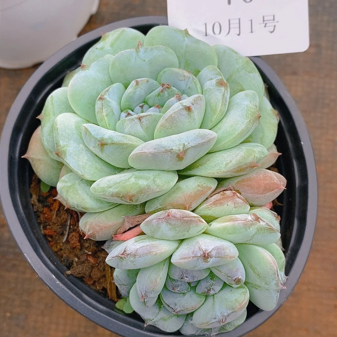 【闪购商品】云70号