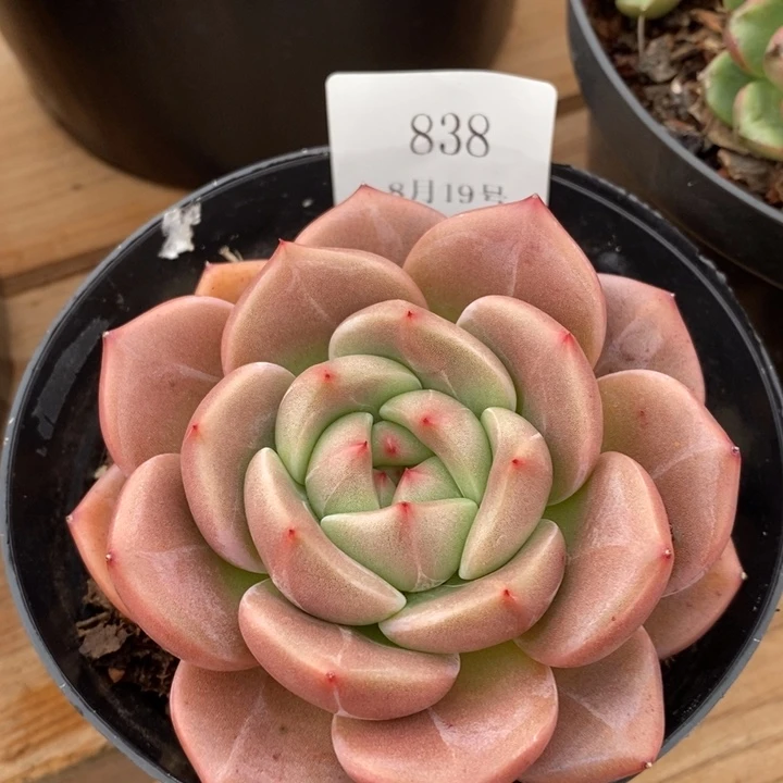 【闪购商品】云838Q橙10厘米