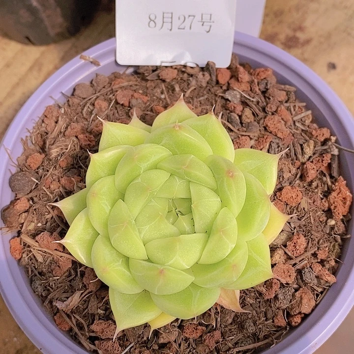 【闪购商品】凤云52号