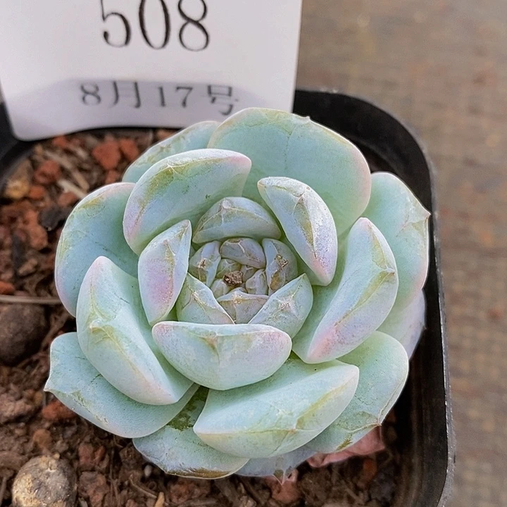 【闪购商品】云508