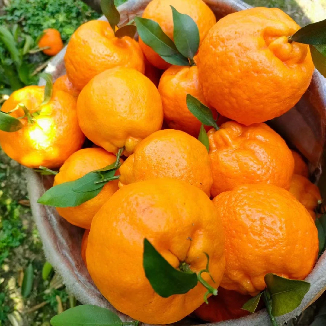 新鲜桠柑橘子水果超甜多汁大果现摘